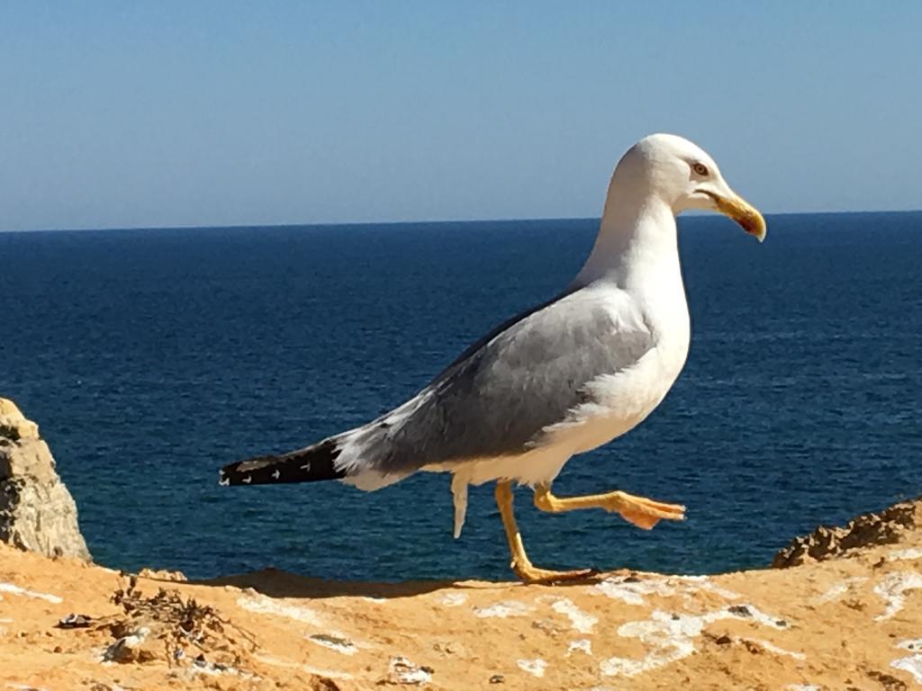 The Birds Nest Villa Alvor Dış mekan fotoğraf